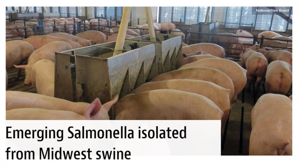Emerging Salmonella isolated from Midwest Swine